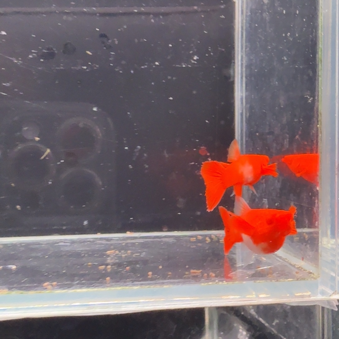 孔雀鱼鸿运当头双份水1对