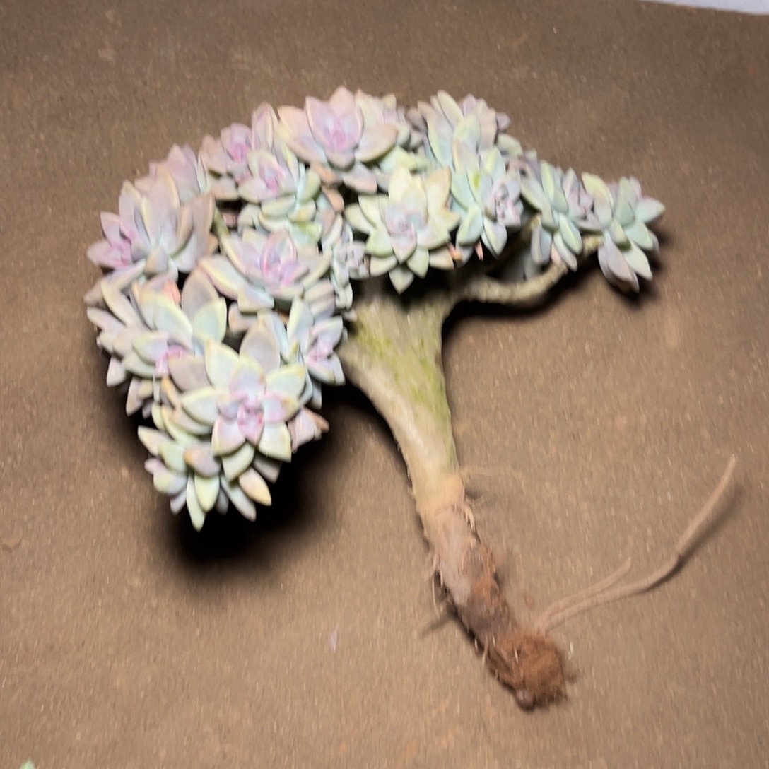 宋***钱淡雪多肉一物一拍