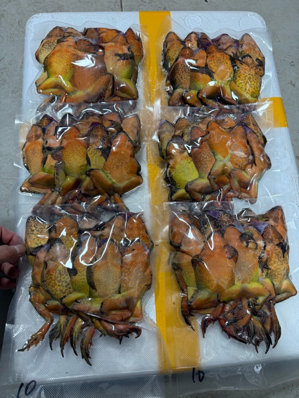 东北晕车母林蛙满籽满油顺丰包邮送林蛙酱