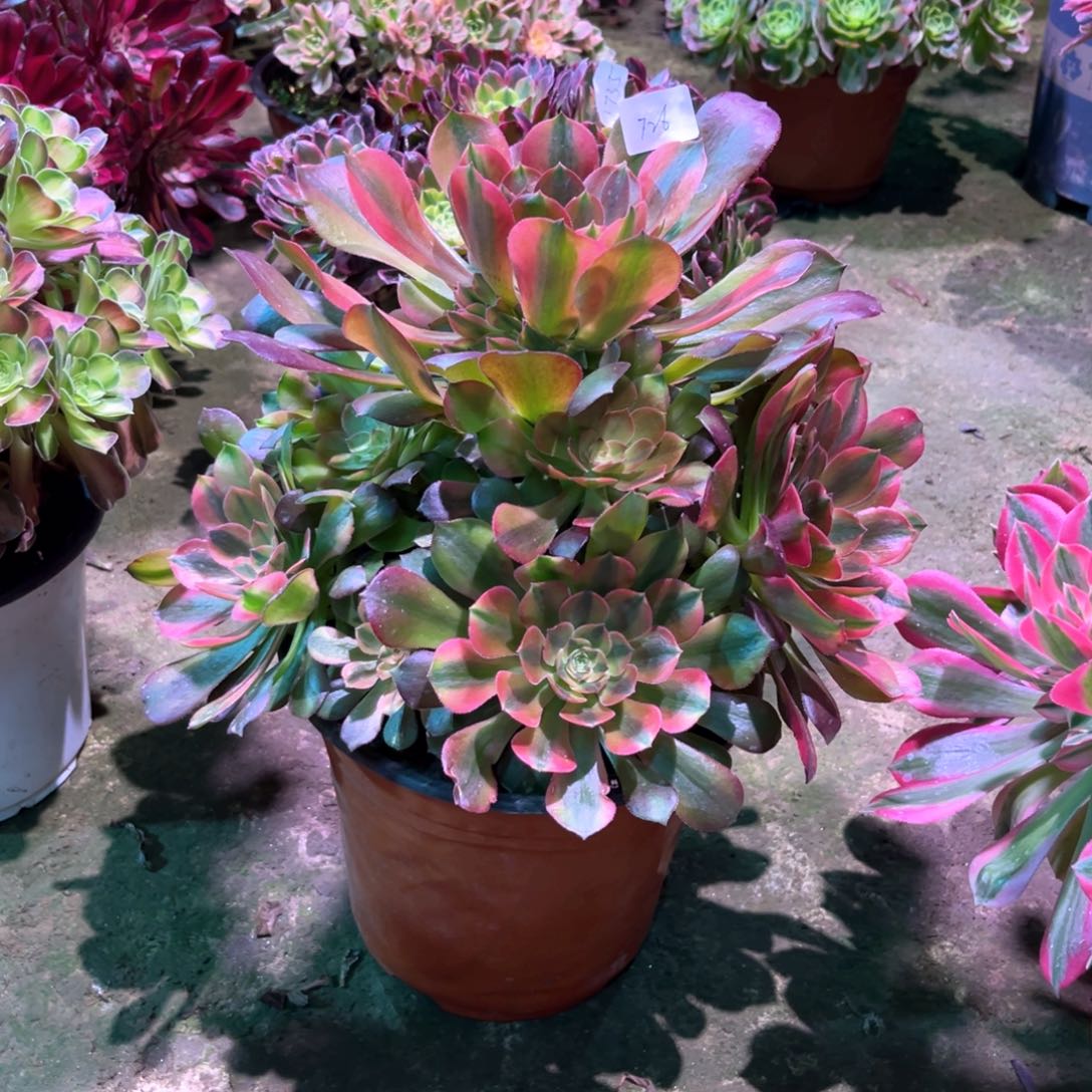 多肉植物雅典城726