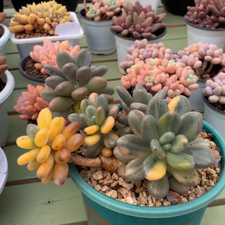 奶酪锦锦上园艺一物一拍