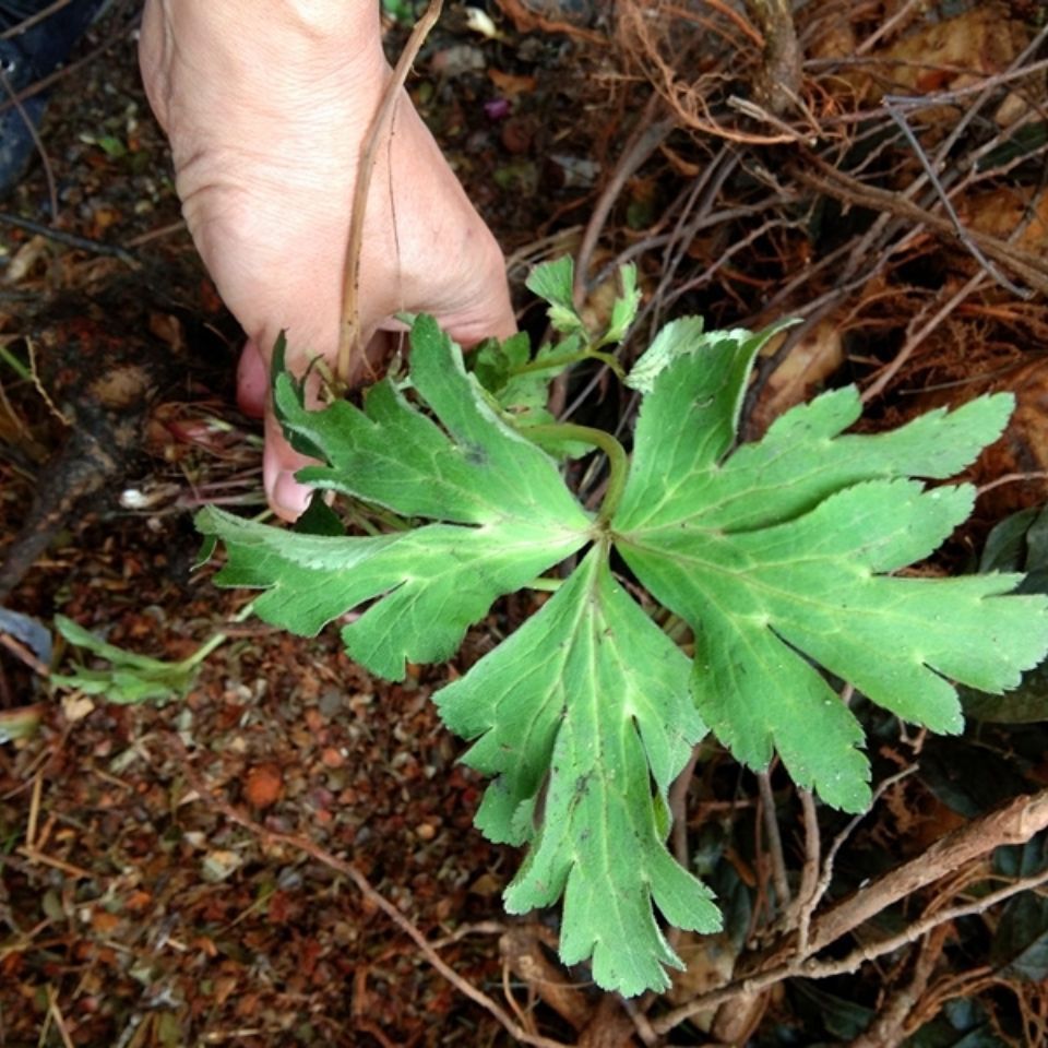 贵州野生下山货500克直播间一物一拍