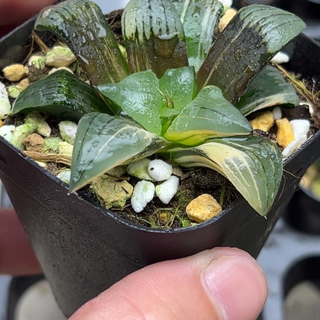 45红纹寿锦一物一拍