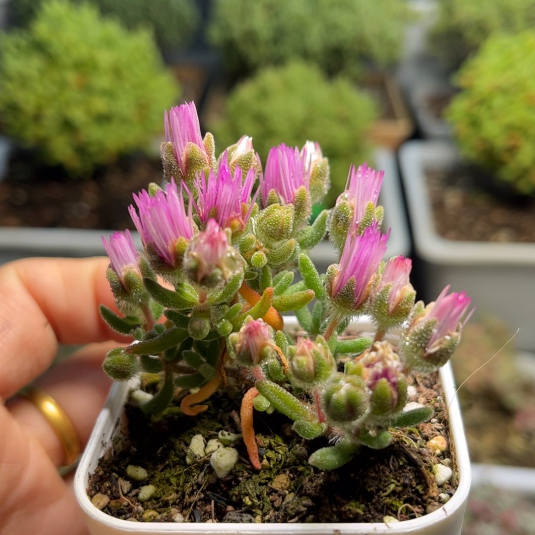 1678狐尾枝干优选