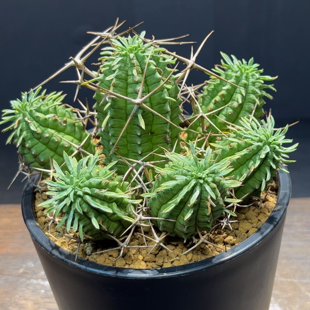 群星冠Zzzzzzzzzzzzzzzz