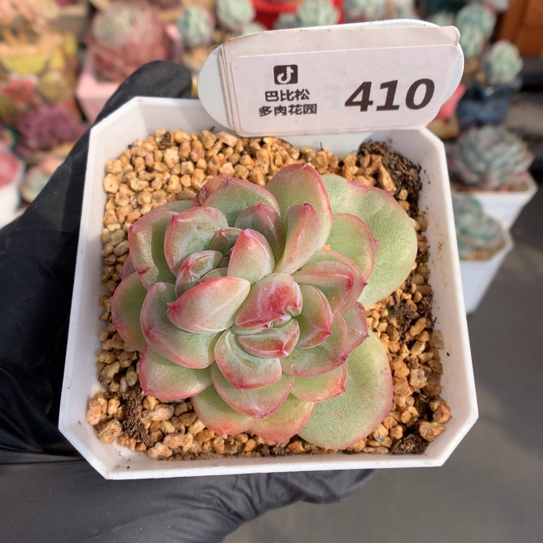 410 双心珍妮石化