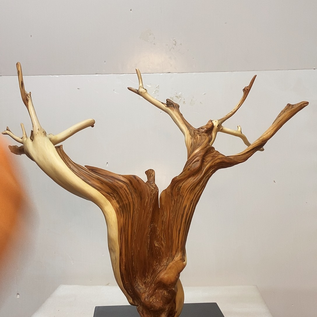 柏木（崖柏）松*…崖柏