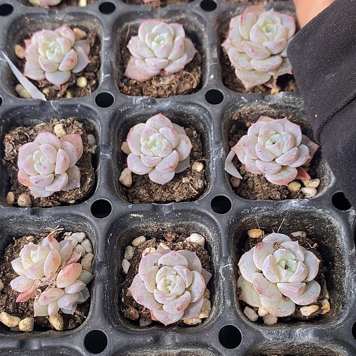 33 多肉植物盆栽花卉