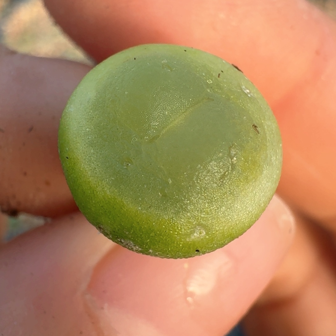 583拉拉尺寸1.2多000000000