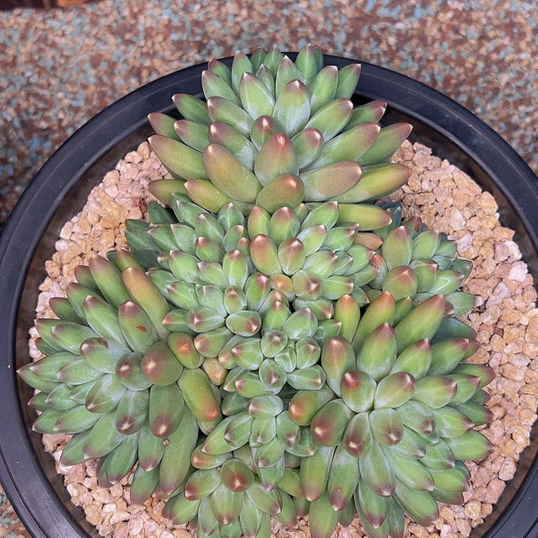 肉肉22222222222222