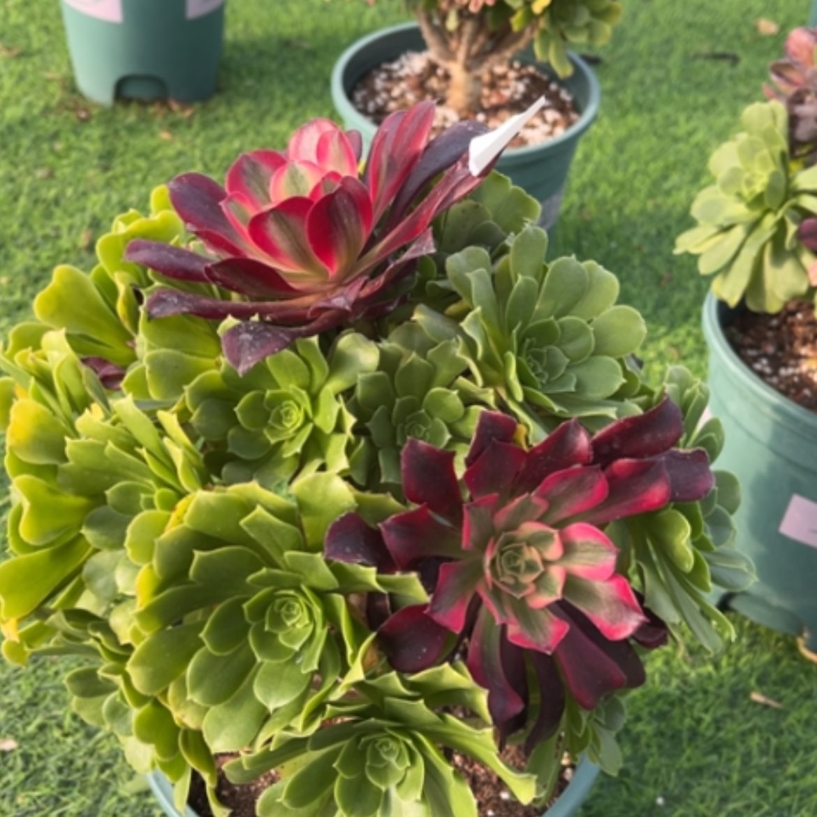 【闪购商品】9嫁接多肉法师