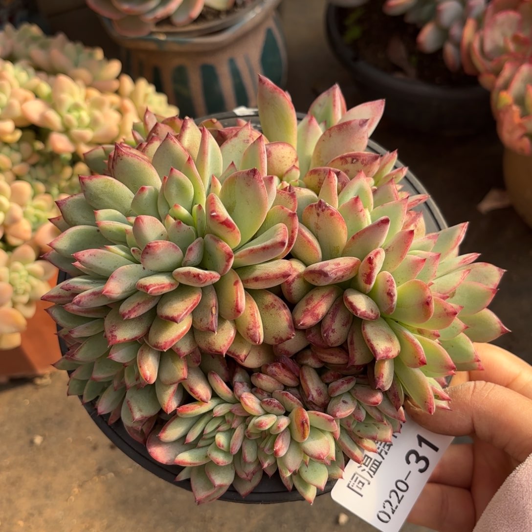 同温层多肉红拉糖缀31带盆土