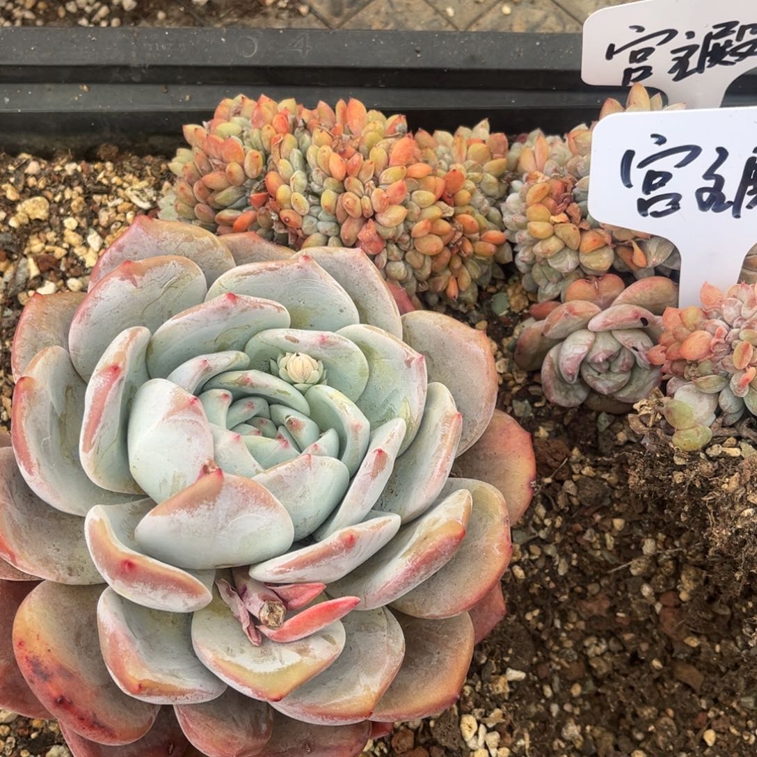 香***纸香绵姐的星颖缀化一物一拍