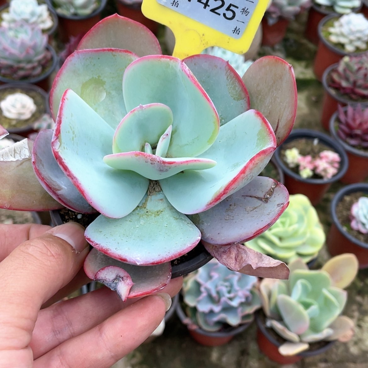 【闪购商品】知**豹1425号