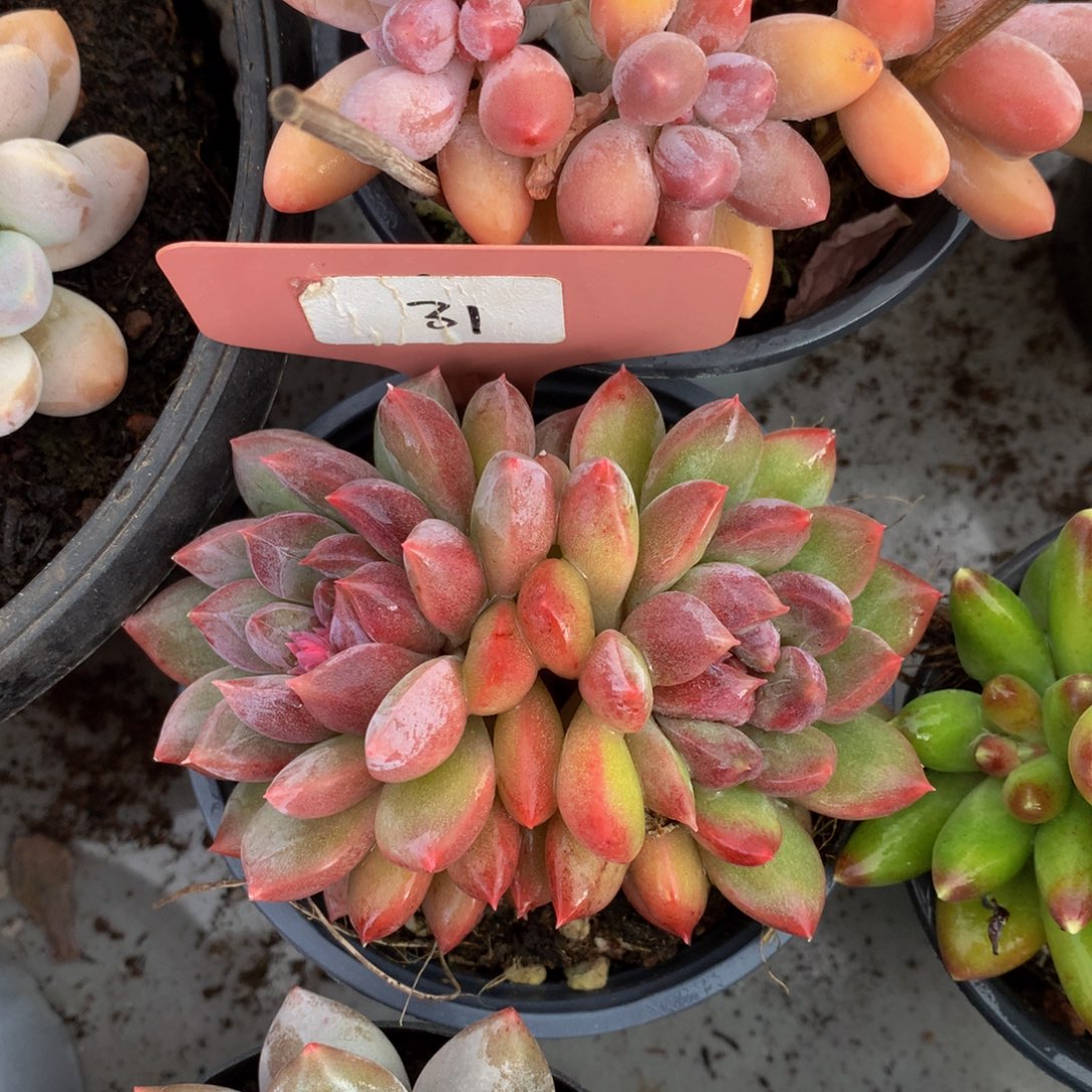 紫雾6262627262727273