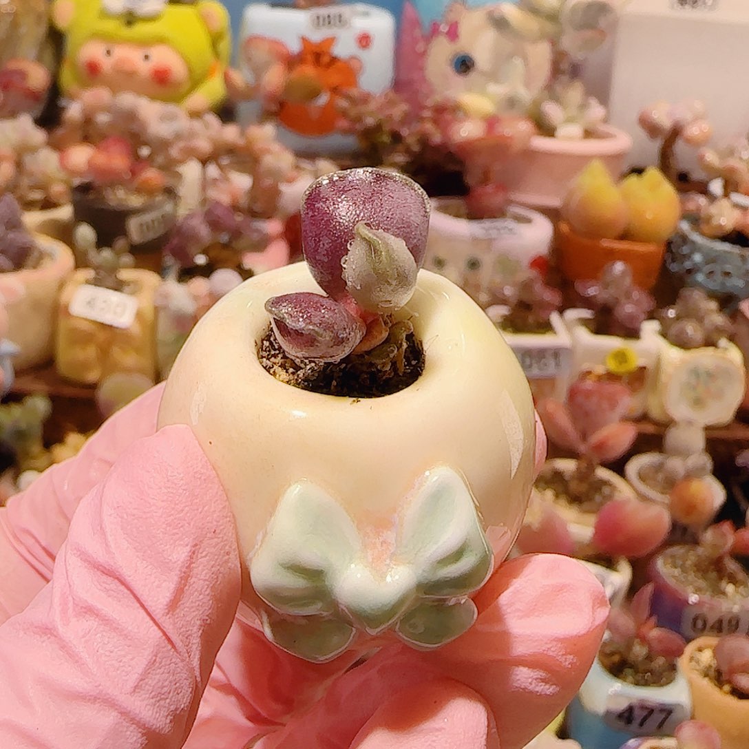 露***柠T艺技海豹带盆土盆口2cm