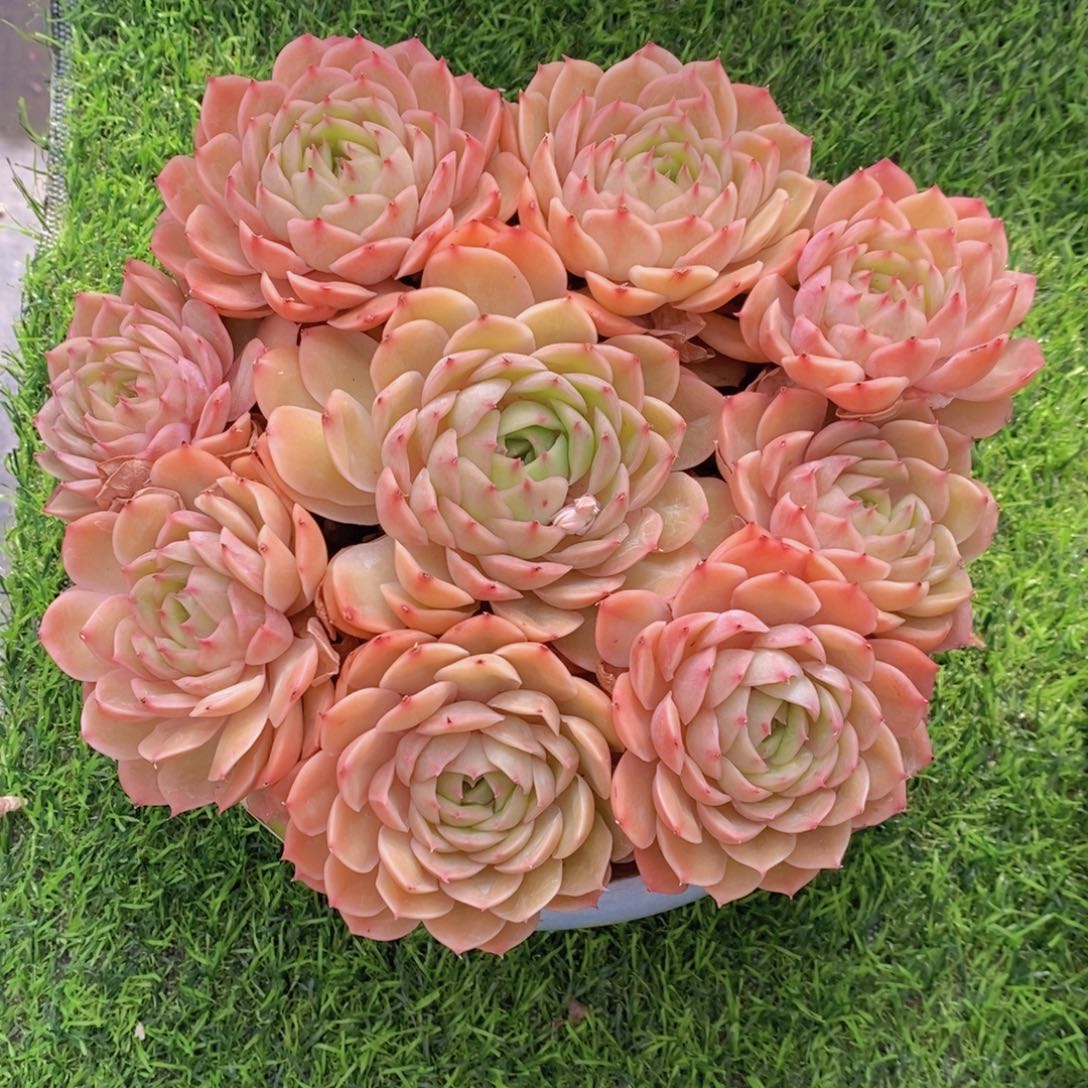 昂斯诺 一物一拍 