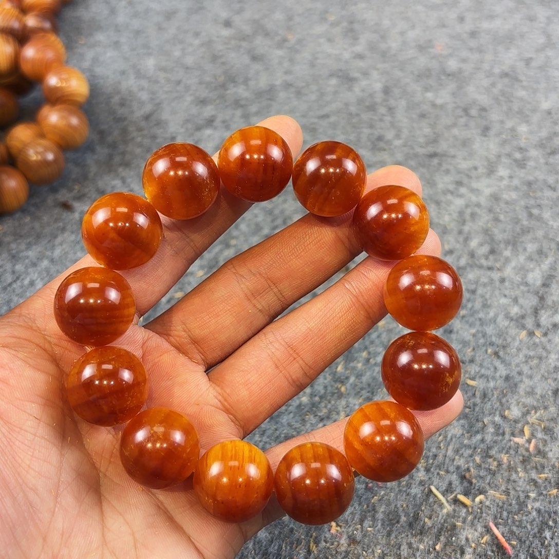 松木崖松果冻精品1.8孤品系