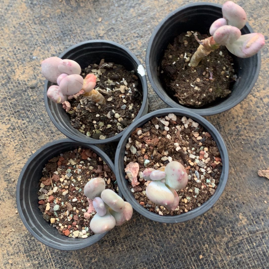 瑕疵不售后 哈哈哈哈哈哈哈