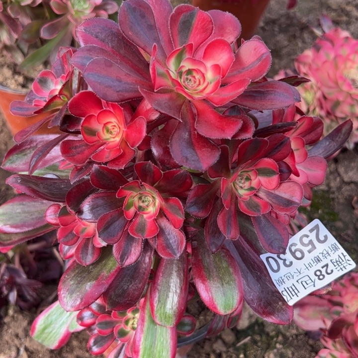 25930香奈儿不包邮多肉