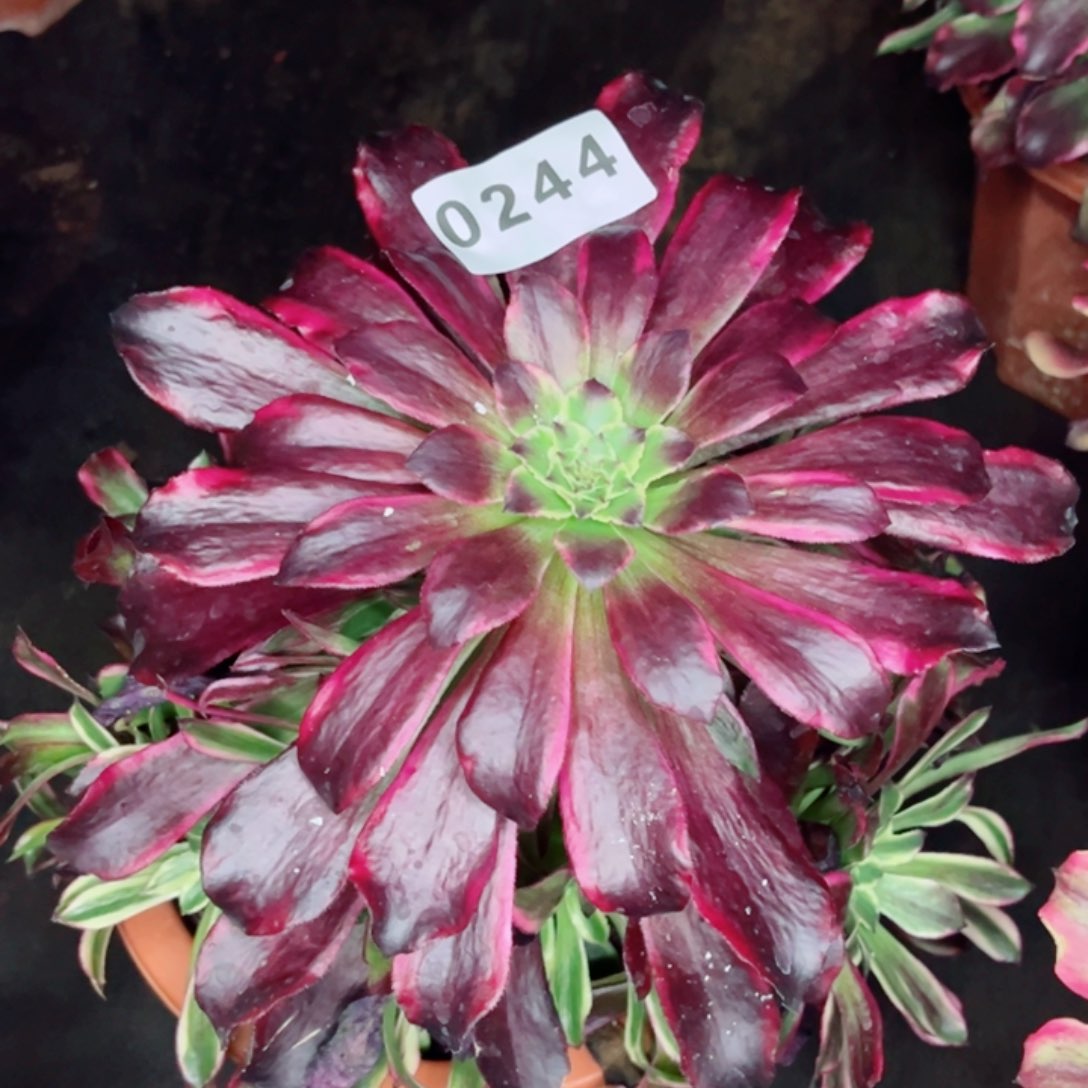 雪姬捧花多肉发货