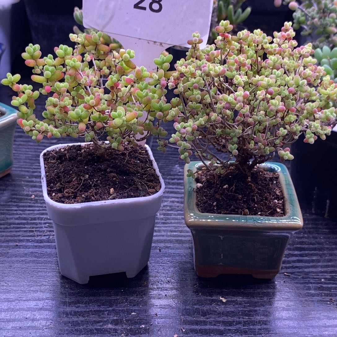 28两颗蜜橘一颗带盆。    