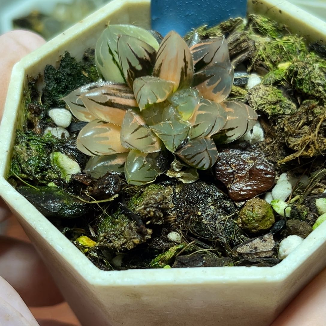 恭喜发财大吉大利0210霓虹灯