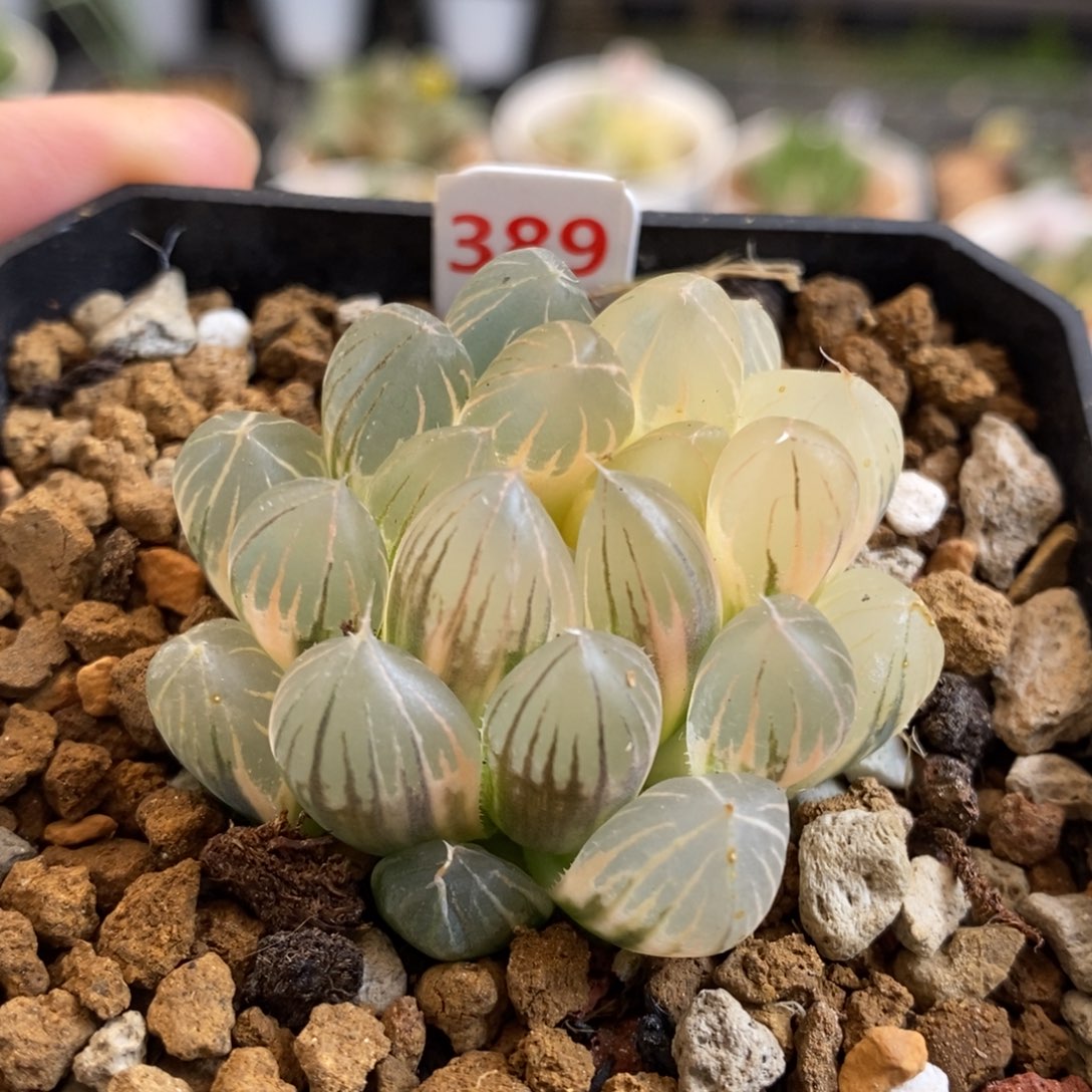 389号糊斑霓虹灯玉露锦