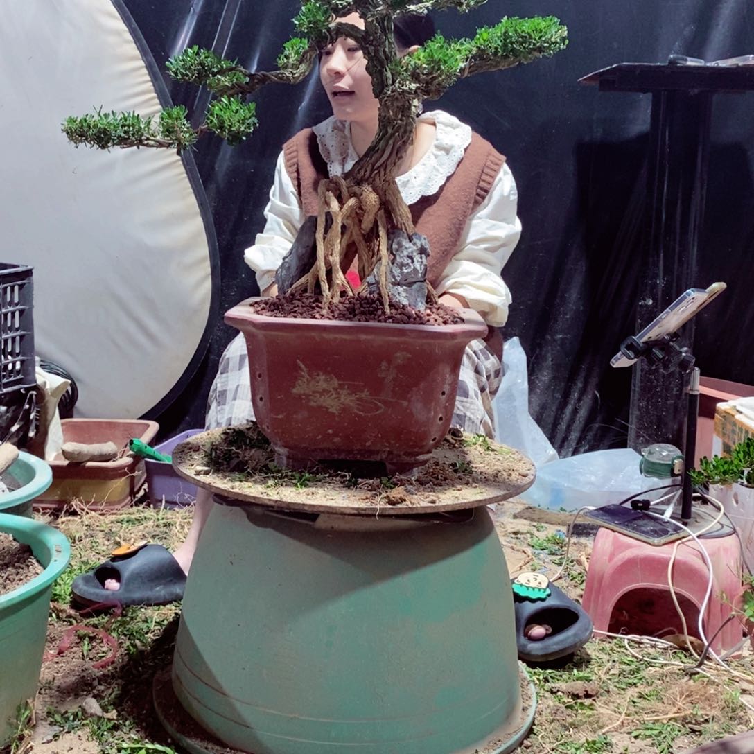 无花朵黄杨盆景雀舌软枝