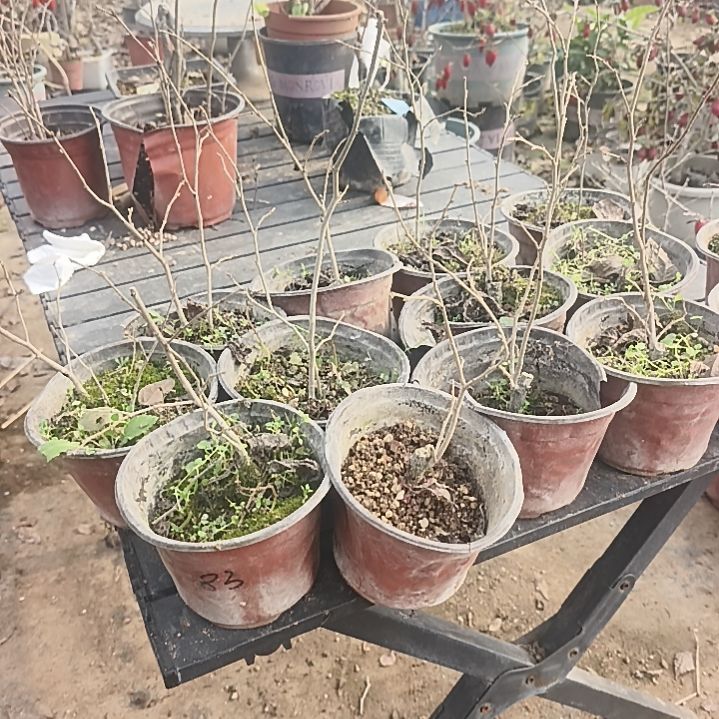 一***年完全开放老鸦柿母