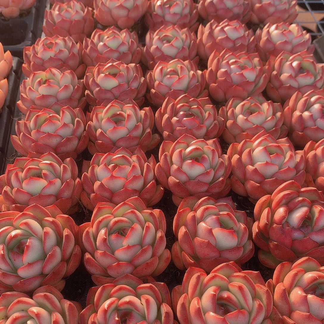 花田错三颗345元平方米77899