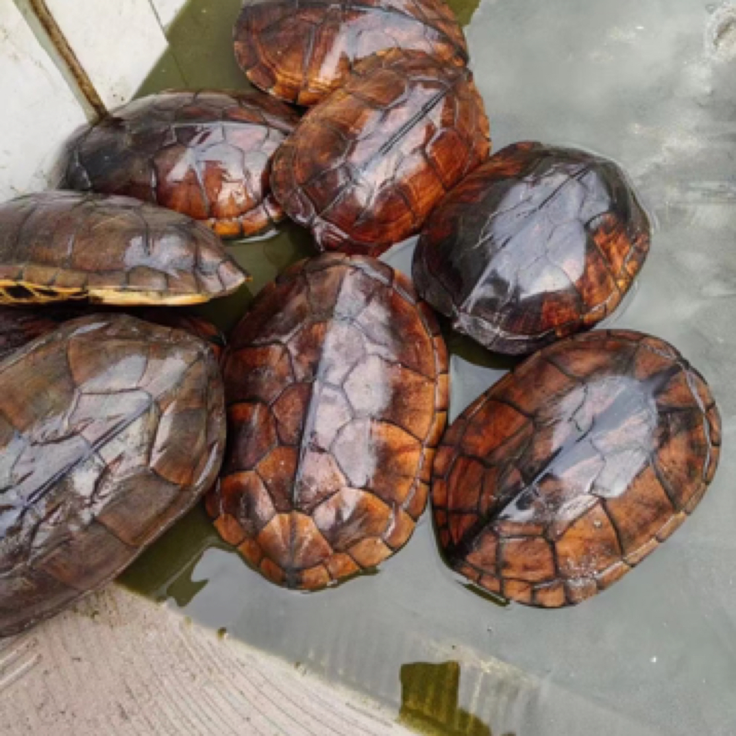 纯种石金钱正宗南石活体宠物变异冷水外塘养殖观赏长寿金钱龟