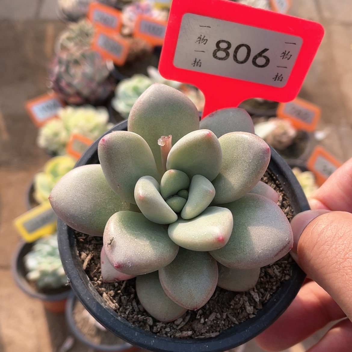 【闪购商品】806号
