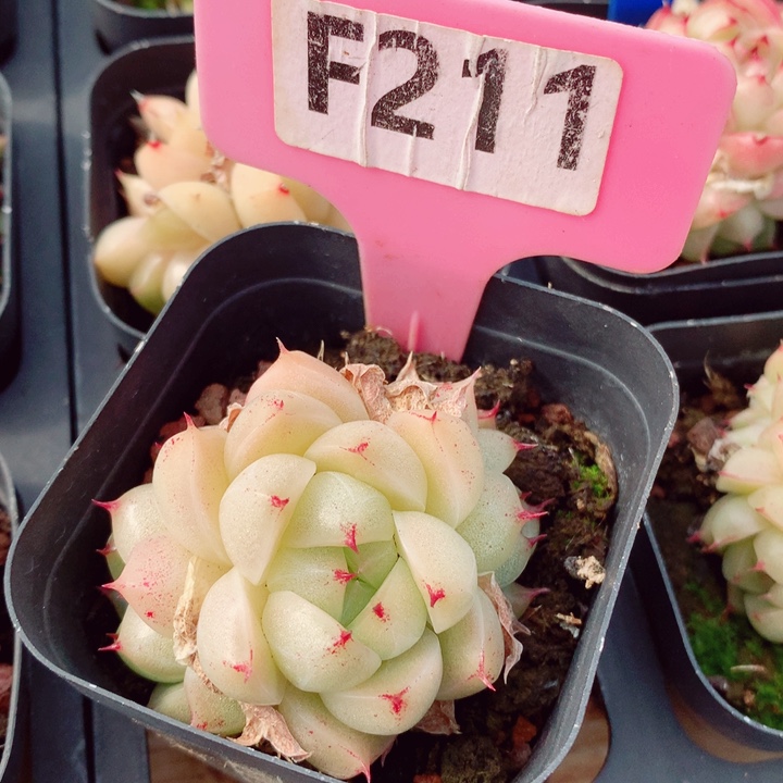 麦秆5cm不包整群