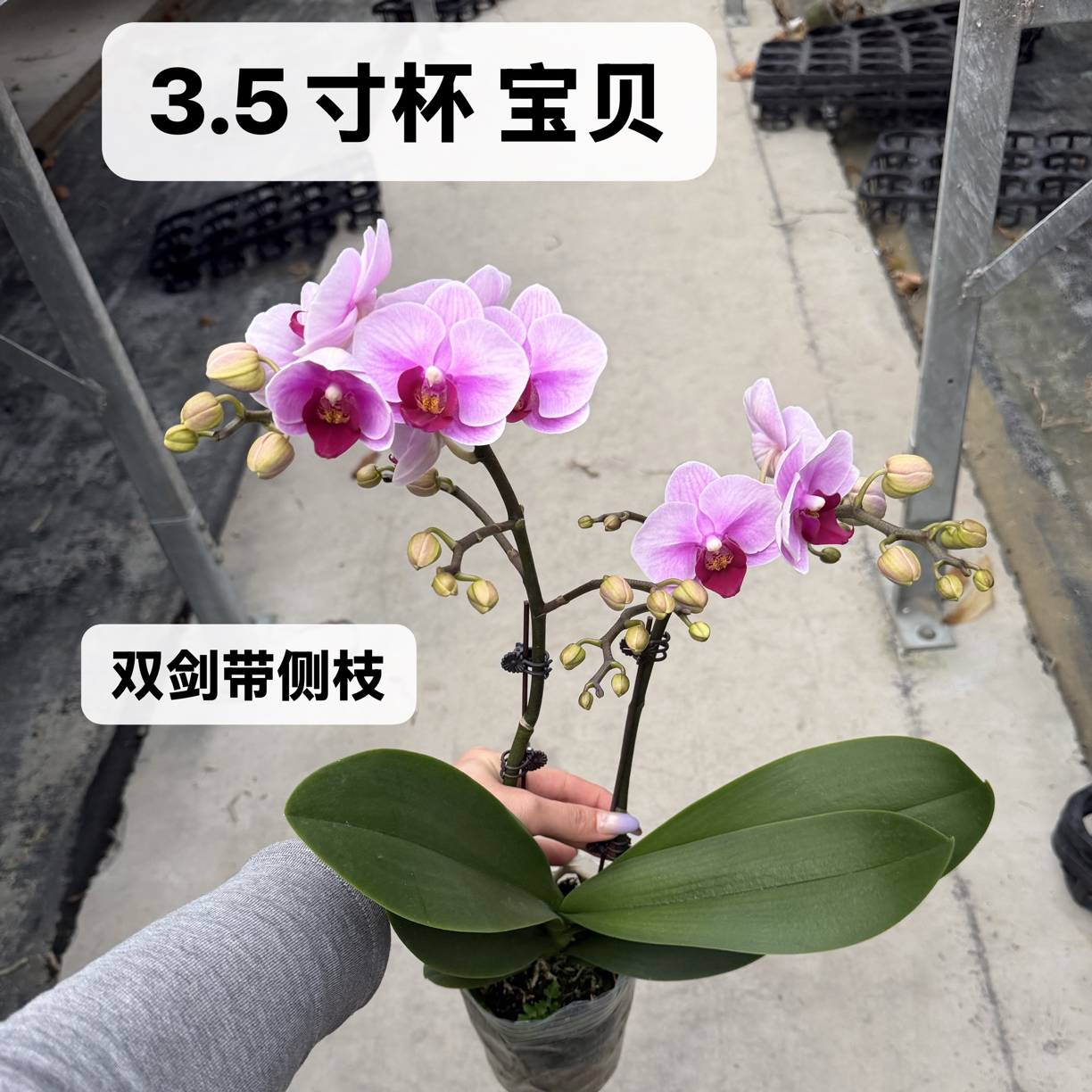 【宝贝第二名】3.5杯 中小花型精品耐开好养