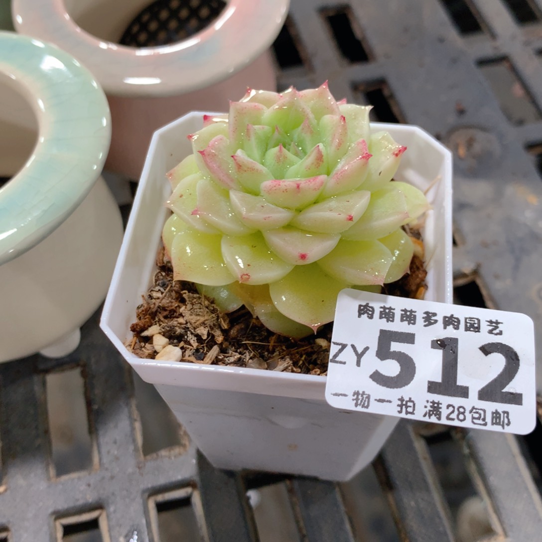 肉萌萌拇指盆精控多肉ZY512