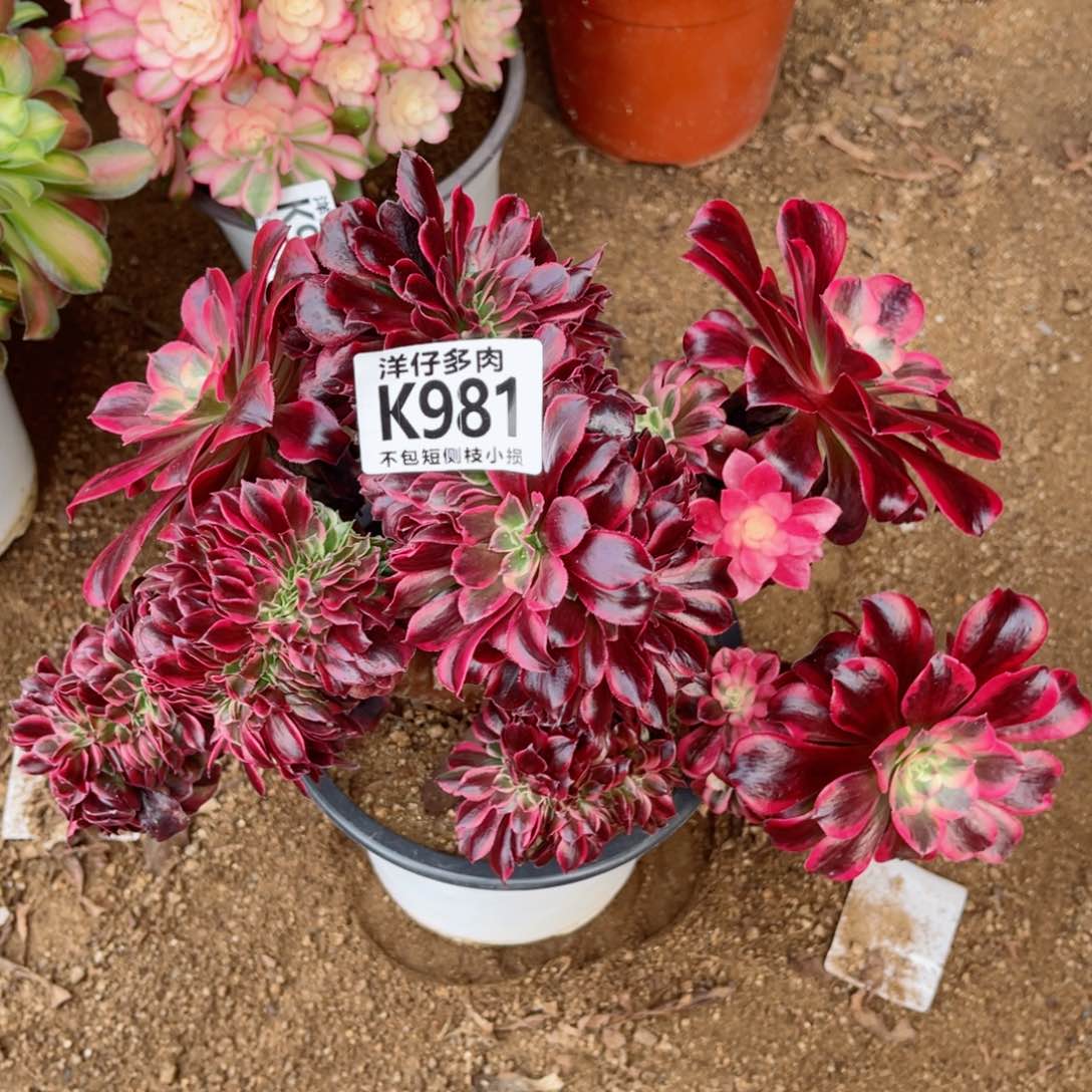 981美杜莎缀 冠幅25左右