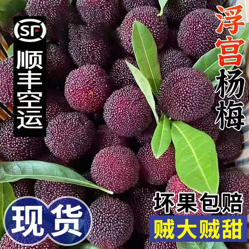 A【顺丰京东空运次日达】龙海浮宫杨梅正宗早梅特大果红果1-5斤福建省