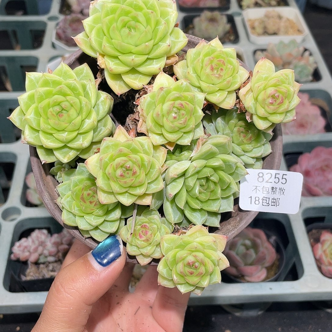 唐***糖8255。 天香豆蔻。 带盆。不包整