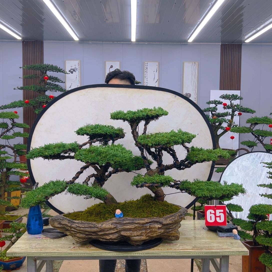 盆景济州真柏造型盆景