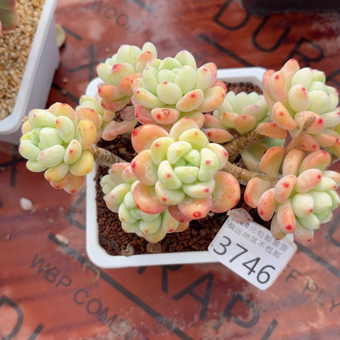 大3746；v xvvvv b b