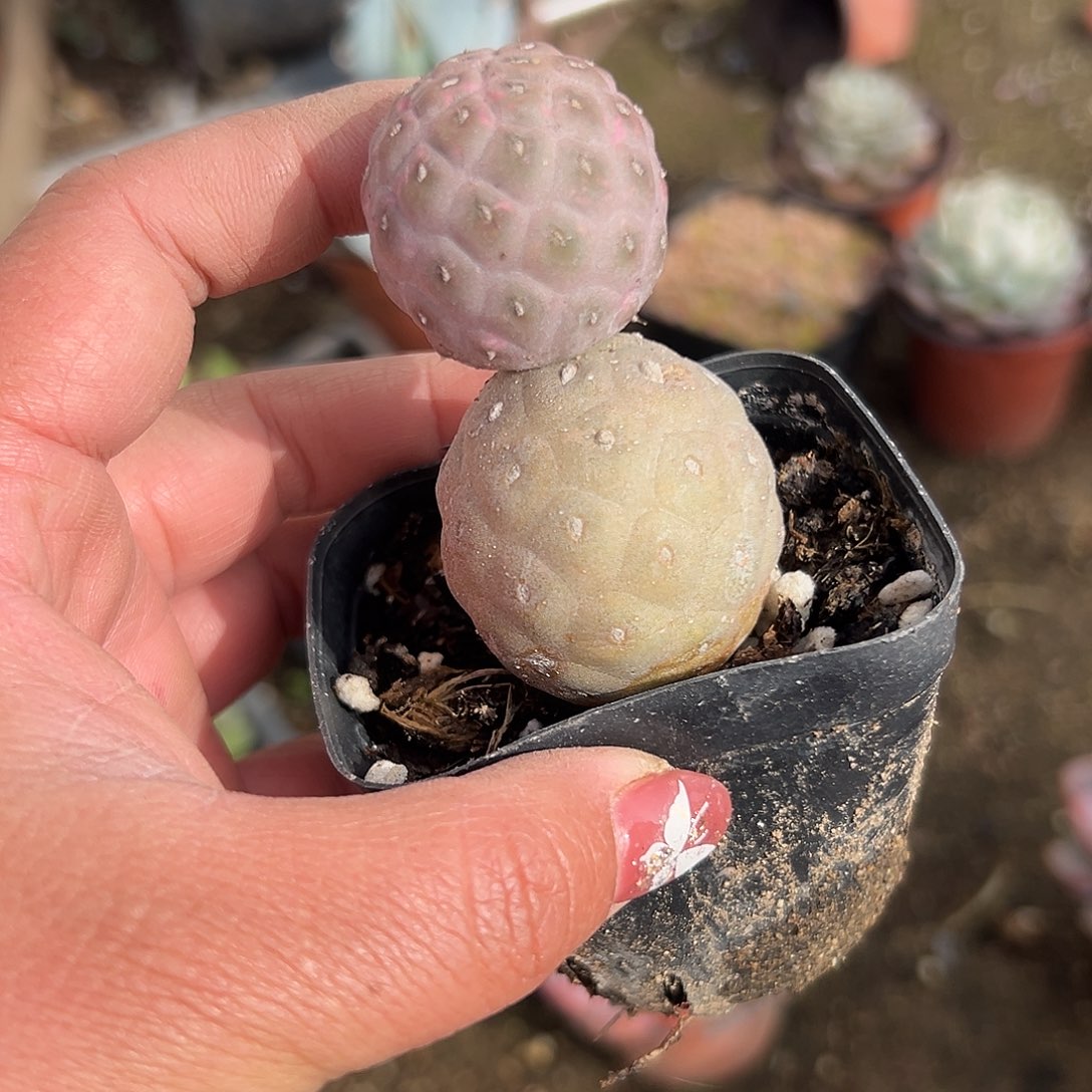 多肉植物福利习志野