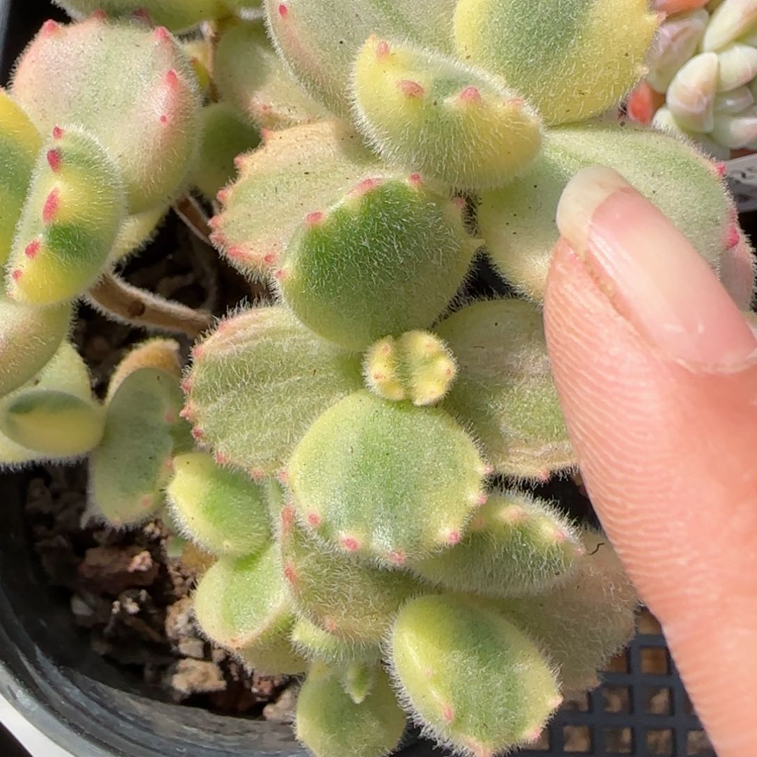 花语逸镜0225-147