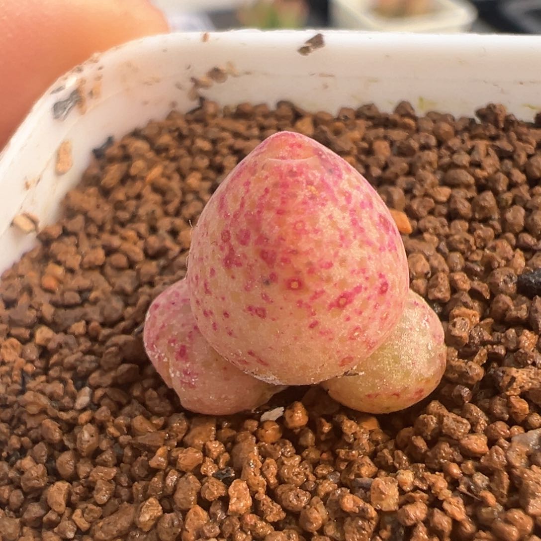 604号蟠桃斑马。           