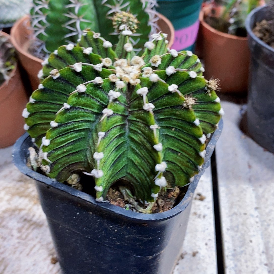 量拍1111111111111111个