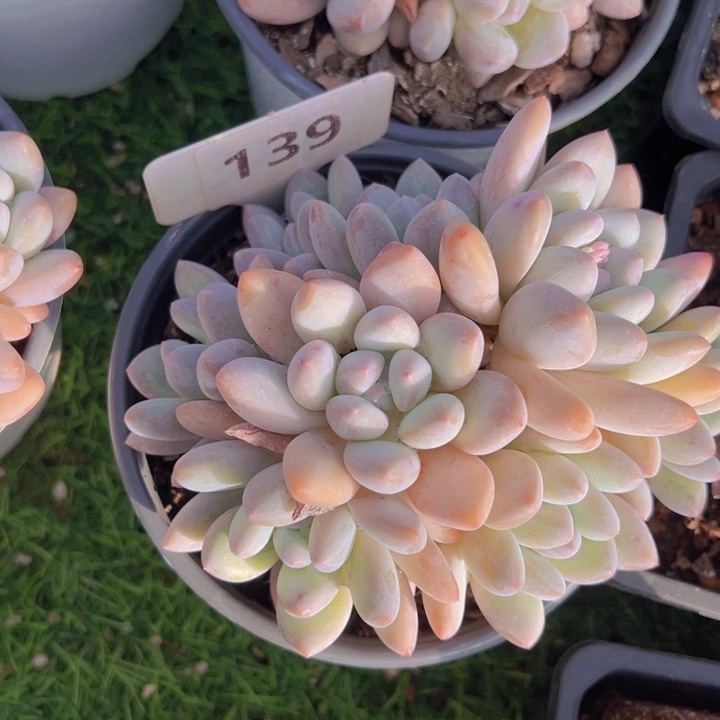 健健康康平平安安