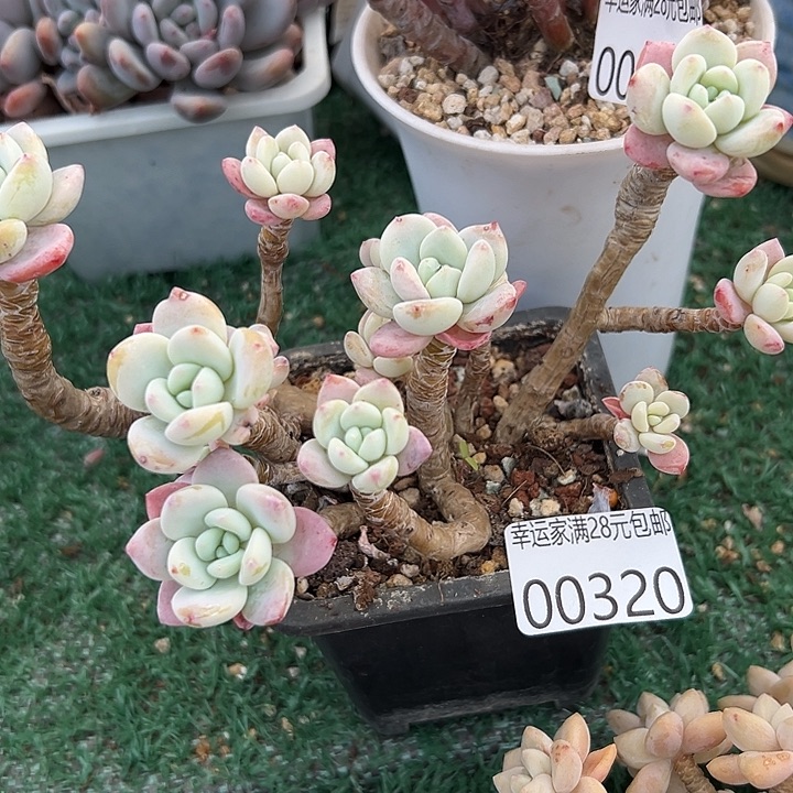 幸运的是我没有遇到过