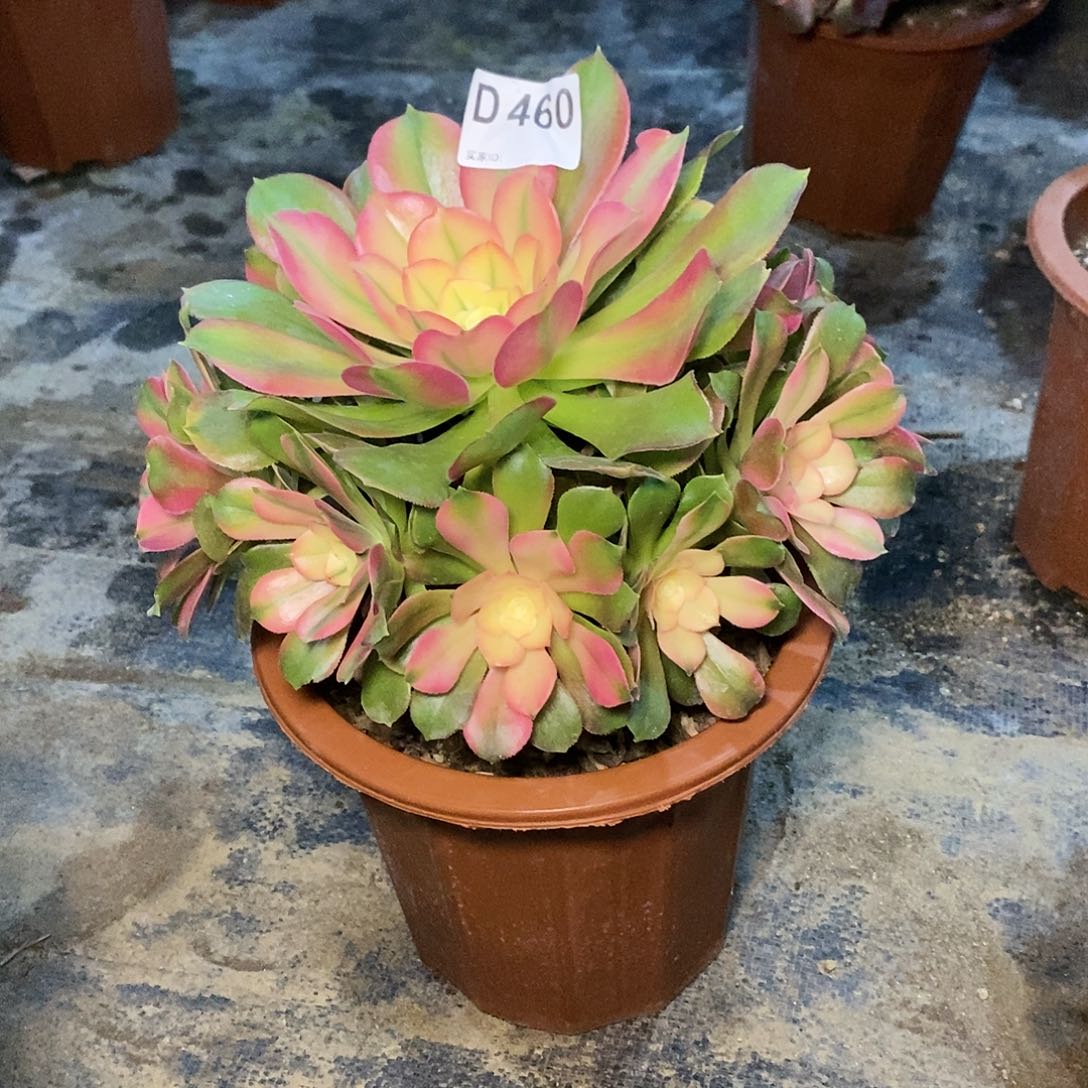 香妃460多肉111111