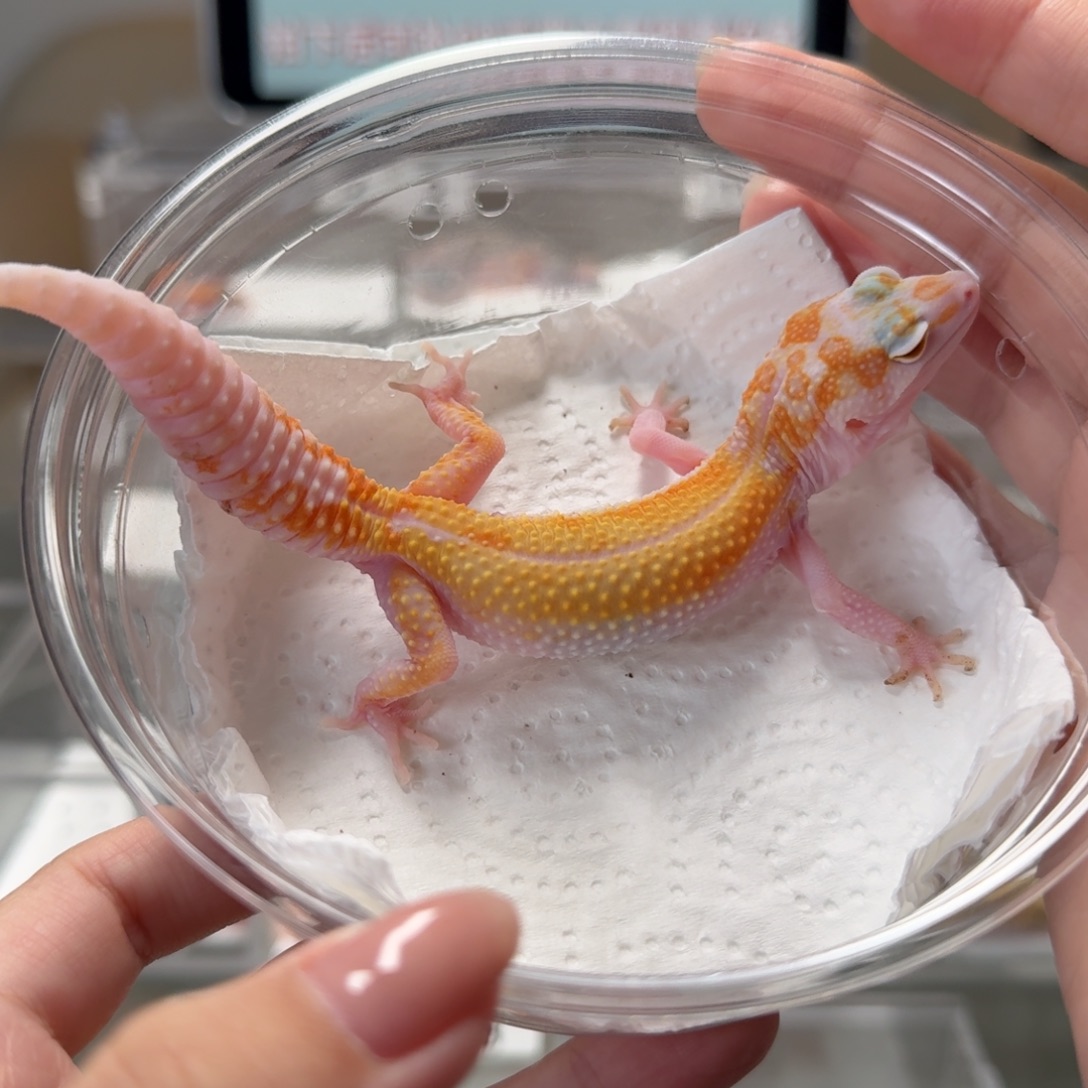 豹纹守宫白黄蜡笔川普弟弟