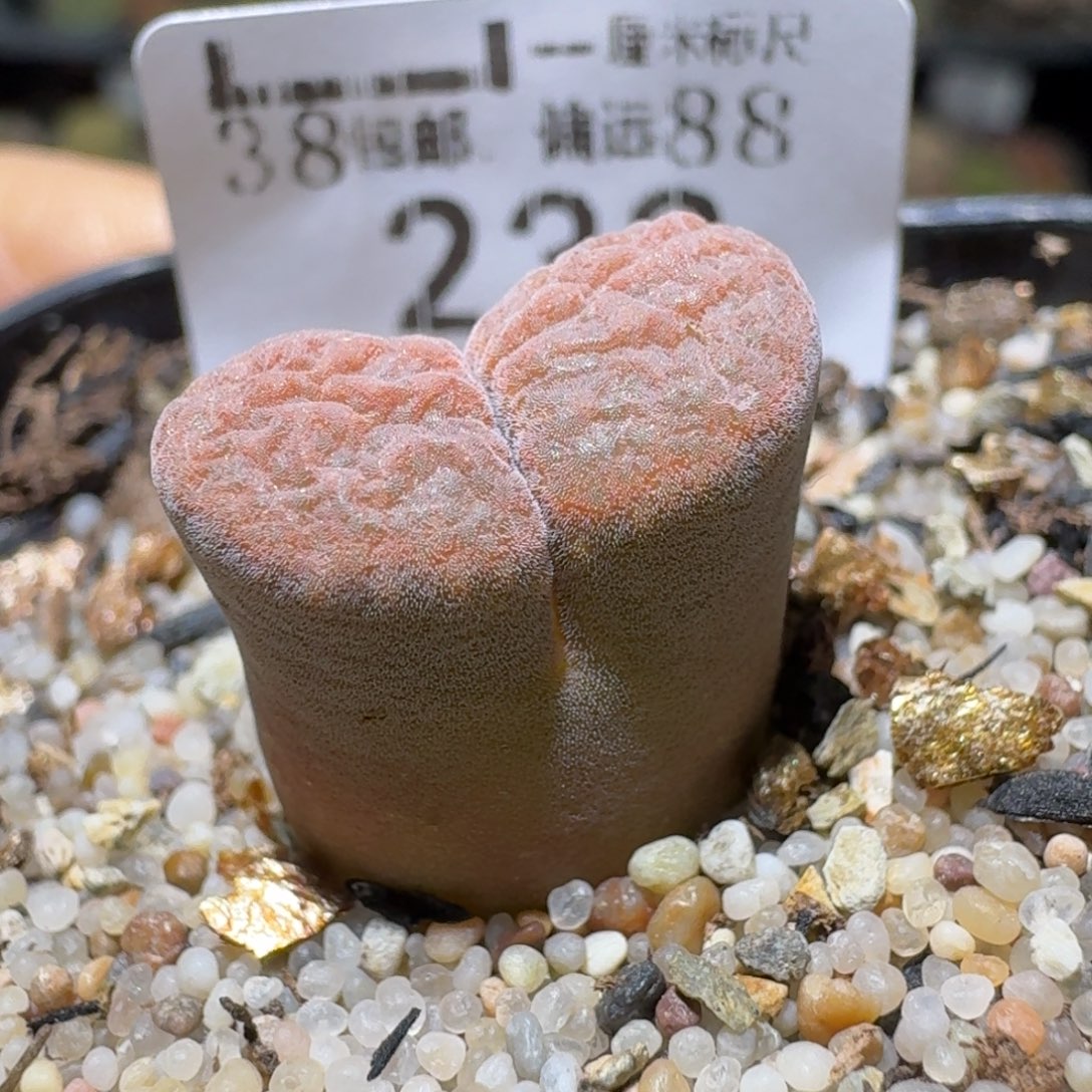 Ssss清货价便宜出238